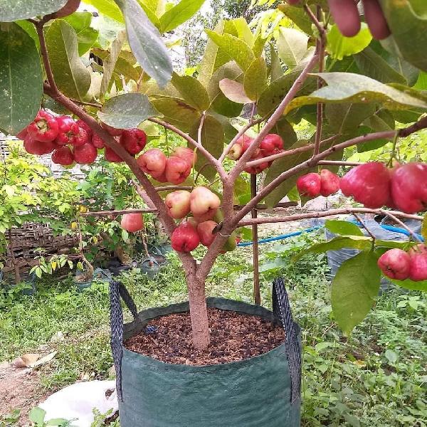 Promo TABULAMPOT (Tanam Buah Dalam Pot)