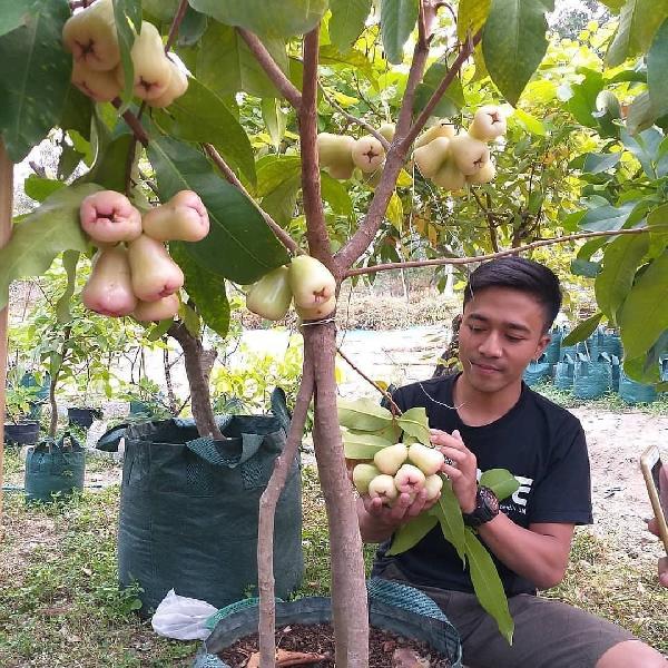 Promo TABULAMPOT (Tanam Buah Dalam Pot)