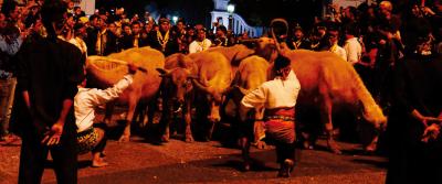 Kirab Malam 1 Suro. Kirab Kebo Kyai Slamet