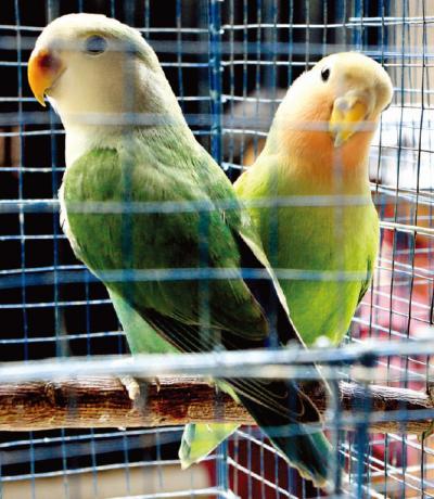 Kontes Lovebird Indonesia di Taman Balekambang Kota Solo