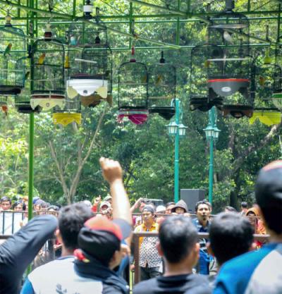 Lomba Burung Berkicau Nasional 2019