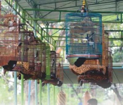 Lomba Burung di Solo