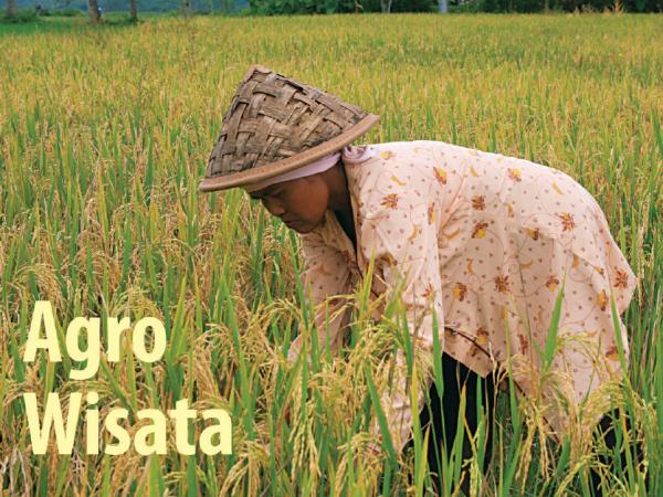 Agro Wisata Padi Boyolali